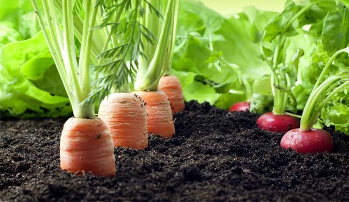 ozone-generator-for-agriculture